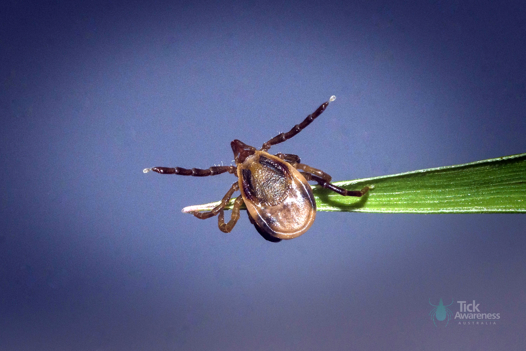 TICKS ARE NOW ACTIVE ALL YEAR ROUND