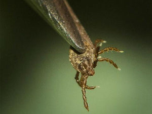 How to remove a tick